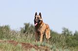 MALINOIS 725